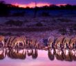 Jagen in Namibia