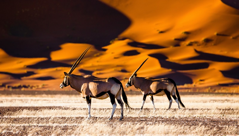 In Namibia trifft man wie in vielen anderen Ländern Afrikas auf extreme Gegensätze. 