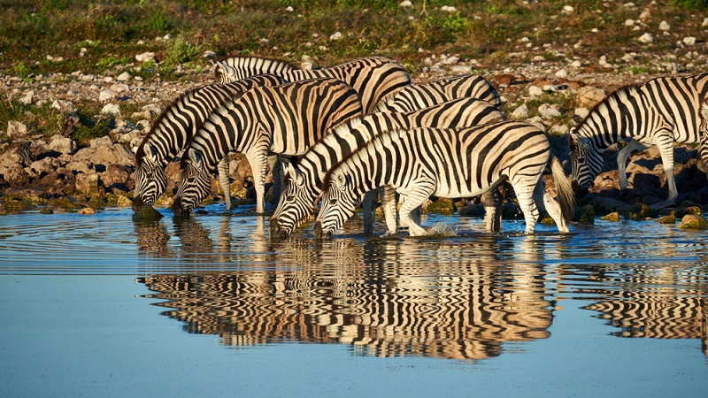 Sind sich Jäger ihrer Verantwortung für Tiere und Umwelt bewusst, werden sie eine nachhaltige Jagd betreiben und für ihren Urlaub eine Jagdfarm auswählen, die diese Art der Jagd anbietet.