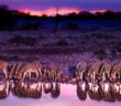 Safari in Afrika: Checkliste und Tipps für Ihre Planung (Foto: shutterstock mbrand85)