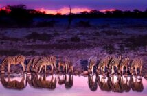 Safari in Afrika: Checkliste und Tipps für Ihre Planung (Foto: shutterstock mbrand85)
