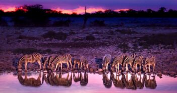 Safari in Afrika: Checkliste und Tipps für Ihre Planung (Foto: shutterstock mbrand85)