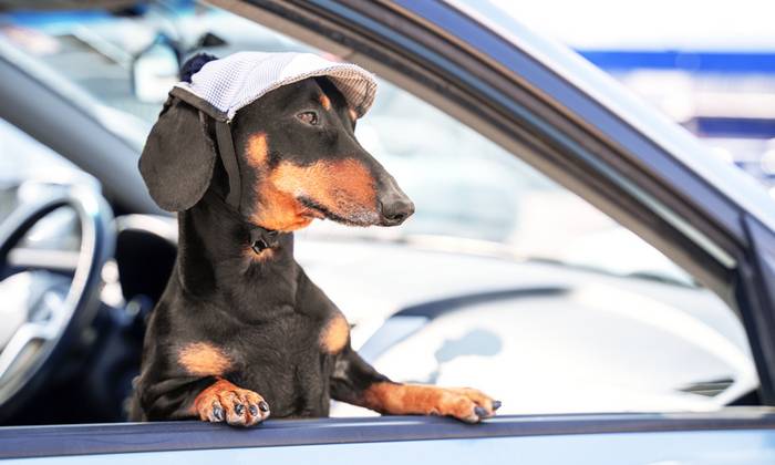 Die Fahrt im Auto ist für den Vierbeiner die angenehmste Art zu Reisen. (Foto: shutterstock - Masarik)