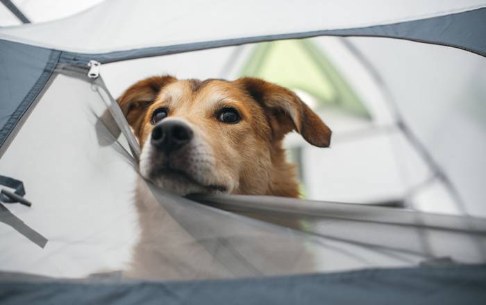 Auch auf dem Campingplatz fühlt sich unser Hund total wohl. (Foto: shutterstock - Pawle)