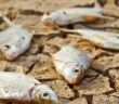 Fischregen: Das kuriose Naturereignis in Australien, Indien, Japan und Sri Lanka ( Foto: Shutterstock- IgorZh)