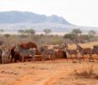 Afrika Urlaub – Interessante Ziele entdecken oder erholen ( Foto: Adobe Stock - 25ehaag6 )
