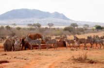 Afrika Urlaub – Interessante Ziele entdecken oder erholen ( Foto: Adobe Stock - 25ehaag6 )