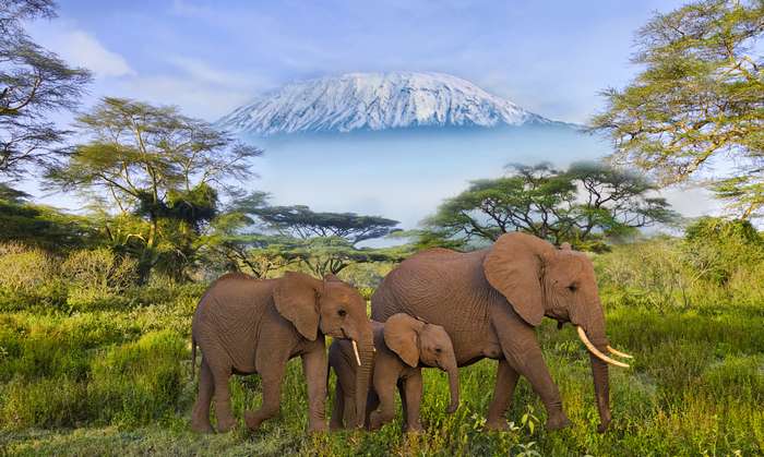 Der höchste Berg auf dem gesamten Kontinent ist der Kilimandscharo. ( Foto: Adobe Stock - Mit HPS auf Reisen  ) 