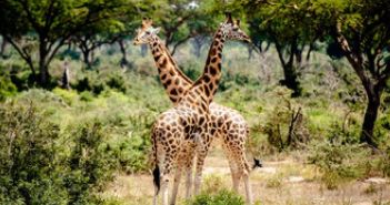 Giraffen kehren triumphierend in angolanischen Nationalpark (Foto: AdobeStock - marziafra 225818672)