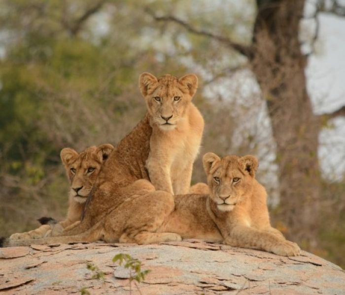 L&ouml;wen im Kruger NP (Foto: KC3 K&ouml;pers Corporate & Crisis Communications GmbH)